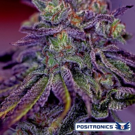 Blue Rhino de Positronics feminizada - Grow Barato Blue Rhino de Positronics feminizada - Grow Barato