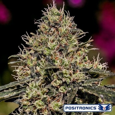 Critical 47 de Positronics feminizada - Grow Barato