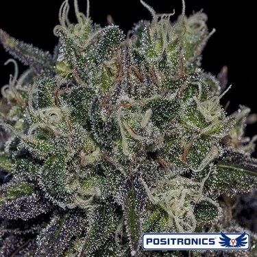 Black Widow de Positronics feminizada - Grow Barato