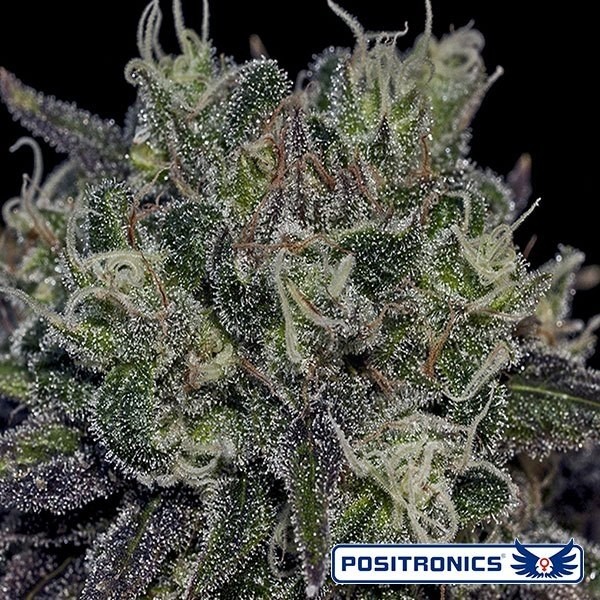Black Widow de Positronics feminizada - Grow Barato