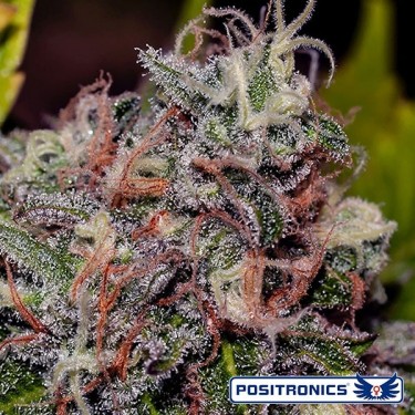Caramelice de Positronics feminizada - Grow Barato