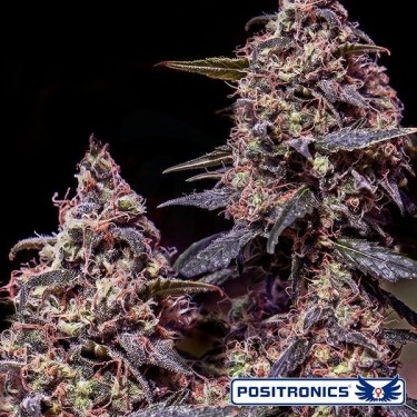 Somango 47 de Positronics feminizada - Grow Barato