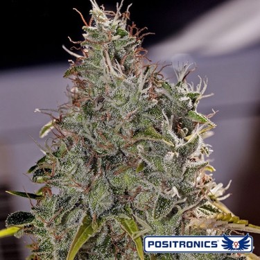 Amnesia Mistery planta de marihuana