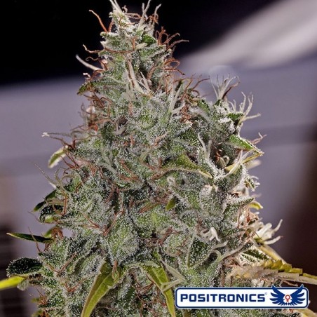 Amnesia Mistery planta de maconha Amnesia Mistery planta de maconha