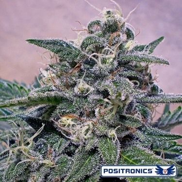Supercheese Plante de cannabis