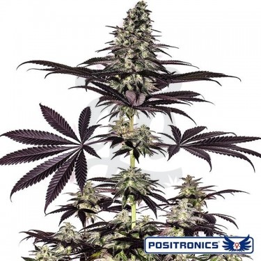 CBD + Caramelice Express Auto de Positronics - Grow Barato