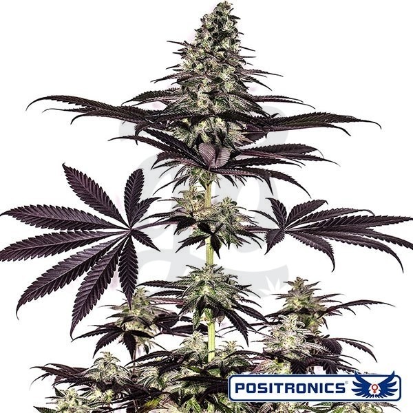 CBD + Caramelice Express Auto de Positronics - Grow Barato