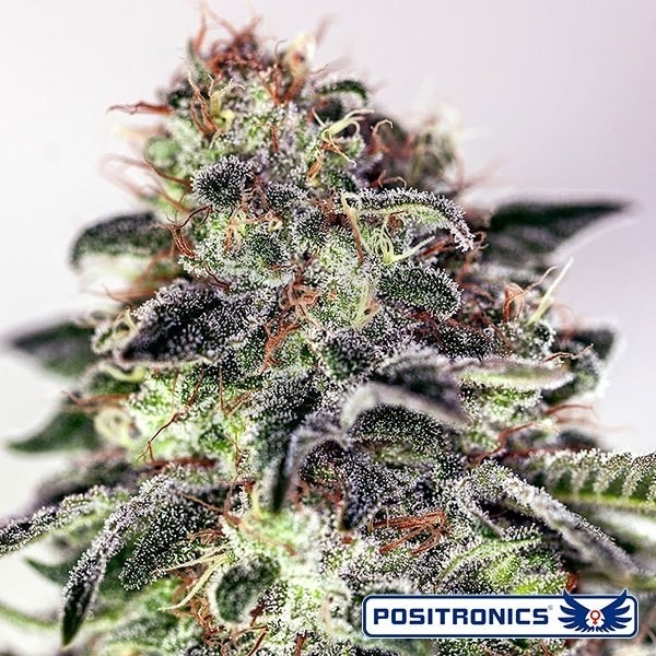 Sticky Dream Express Auto de Positronics - Crescer Barato
