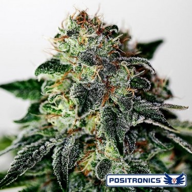 Mystic Cookie Express Auto de Positronics - Grow Barato