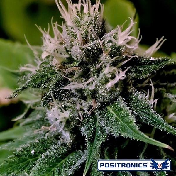 Critical 47 Express Auto de Positronics automática - Grow Barato
