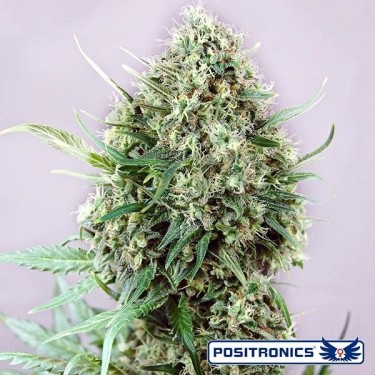 Jack Diesel Express Auto de Positronics automática - Grow Barato