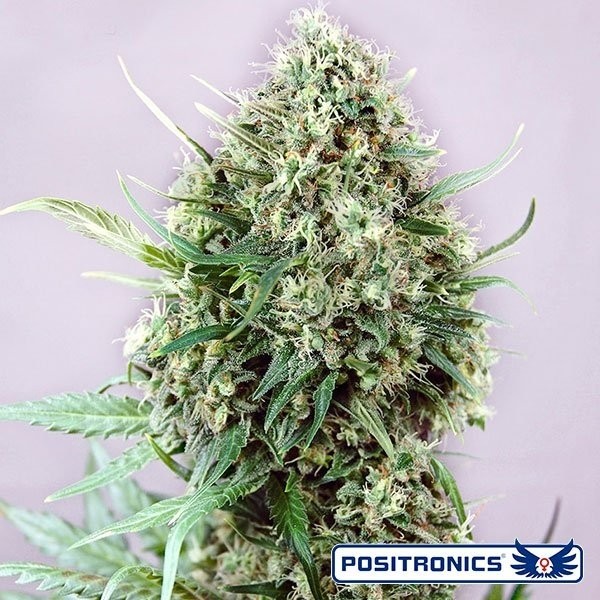 Jack Diesel Express Auto de Positronics automática - Grow Barato