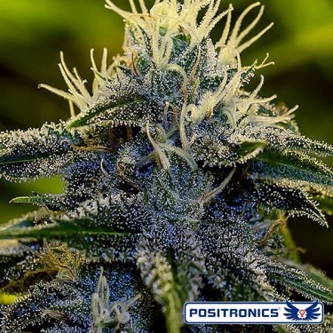 Afghan Express di Positronics Auto - GB The Green Brand