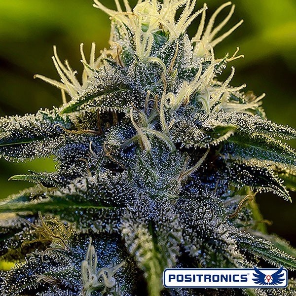 Afghan Express Auto de Positronics feminizado - Grow Barato