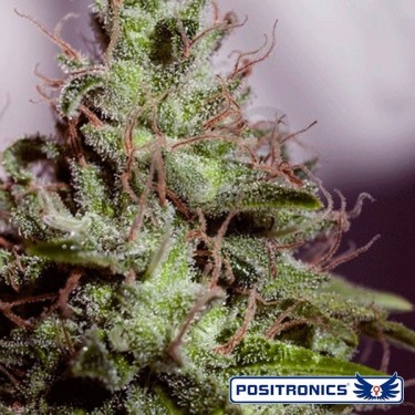 SuperCheese Express Auto de Positronics - Grow Barato