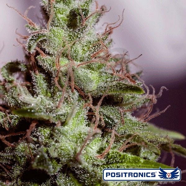 SuperCheese Express Auto de Positronics - Grow Barato