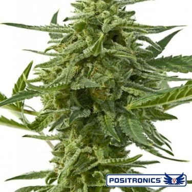 Northern Haze Express Auto de Positronics - Grow Barato