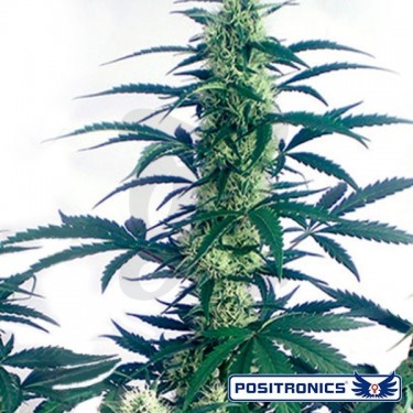 Plante de cannabis May Day Express
