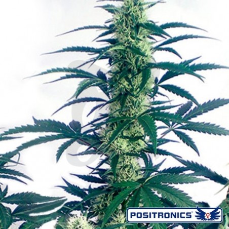Plante de cannabis May Day Express Plante de cannabis May Day Express