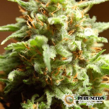 B3 Medical feminizada banco Pure Seeds - Grow Barato