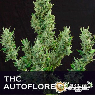Plante de marijuana THC Auto