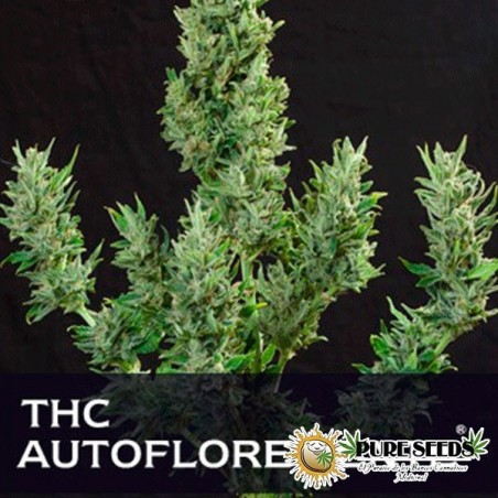 THC autofloreciente fem. de Pure Seeds - Grow Barato THC autofloreciente fem. de Pure Seeds - Grow Barato