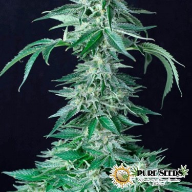 Custom X autofloreciente Pure Seeds - Grow Barato