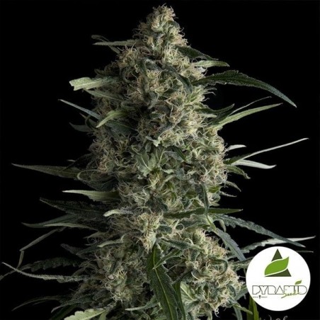 Galaxy marijuana plant Galaxy marijuana plant