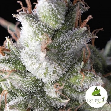 Plante de cannabis Ramses