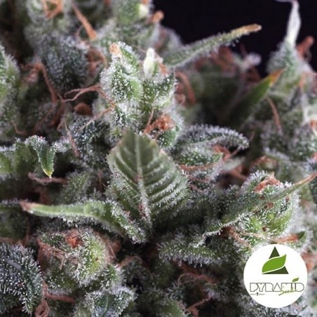 Olympia de Pyramid Seeds sabor y producción - Grow Barato Olympia de Pyramid Seeds sabor y producción - Grow Barato
