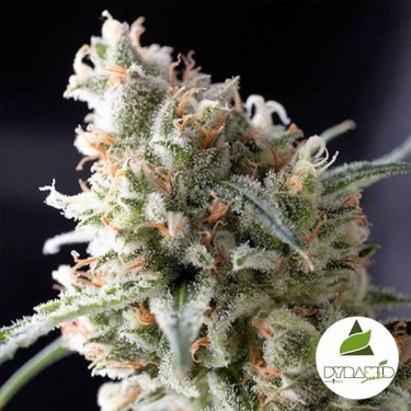 Kukulkan de Pyramid Seeds. Feminizada - Grow Barato