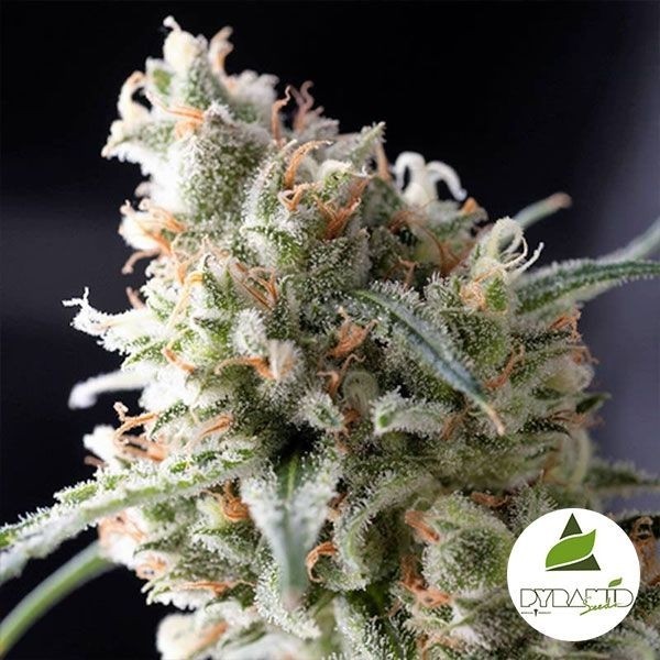 Kukulkan de Pyramid Seeds. Feminizada - Grow Barato
