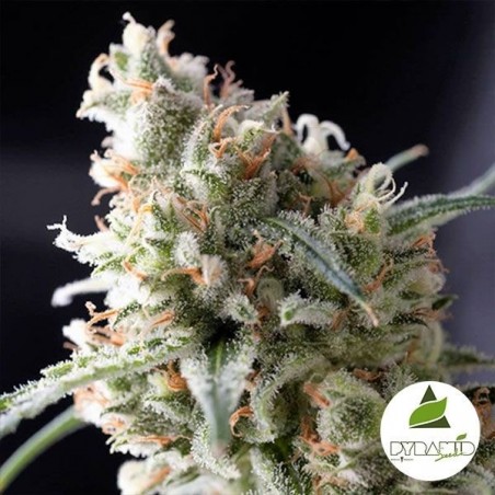Kukulkan de Pyramid Seeds. Feminizada - Grow Barato