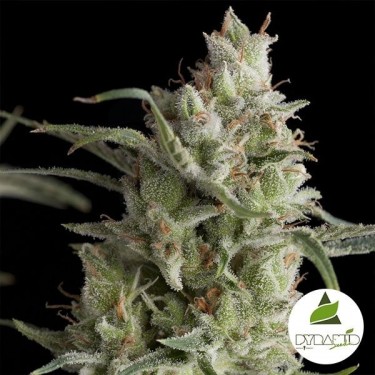 Super OG Kush de Pyramid Seeds feminizada - Grow Barato