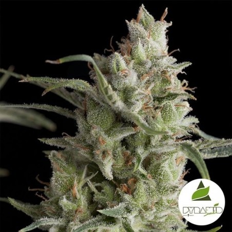 Super OG Kush de sementes de pirâmide feminizadas - Crescer Barato Super OG Kush de sementes de pirâmide feminizadas - Crescer Barato