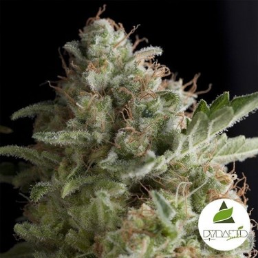 American Pie de Pyramid Seeds feminizada - Grow Barato