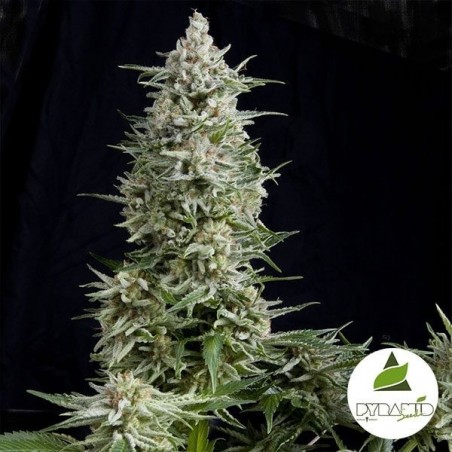 Amnesia Gold cannabis plant Amnesia Gold cannabis plant