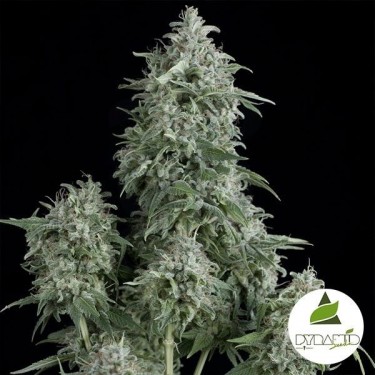 Anubis de Pyramid Seeds - Feminized - Grow Barato