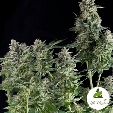 Northern Lights de Pyramid Seeds feminizadas - Grow Barato