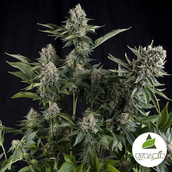 White Widow de Pyramid Seeds feminizada - Grow Barato