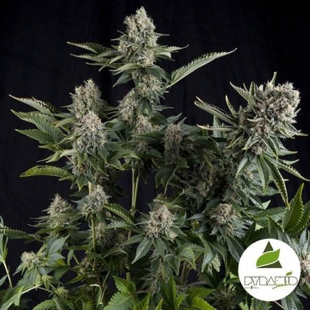 White Widow de sementes de pirâmide feminizadas - Grow Barato White Widow de sementes de pirâmide feminizadas - Grow Barato