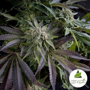 Blue Pyramid de Pyramid Seeds feminizada - Grow Barato
