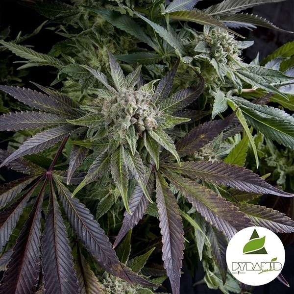 Blue Pyramid cannabis plant