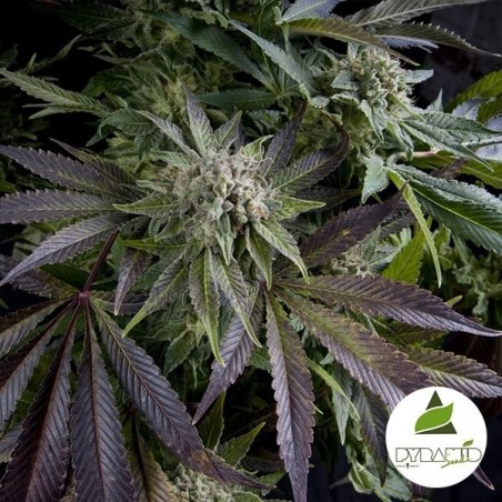 Blue Pyramid de Pyramid Seeds feminizada - Grow Barato Blue Pyramid de Pyramid Seeds feminizada - Grow Barato