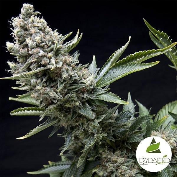 Nova York Cidade de Pyramid Seeds feminizada - Grow Barato