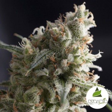 Lennon de Pyramid Seeds 100% feminizada - Grow Barato