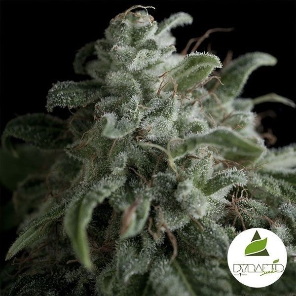 Nefertiti de Pyramid Seeds feminizada - Grow Barato