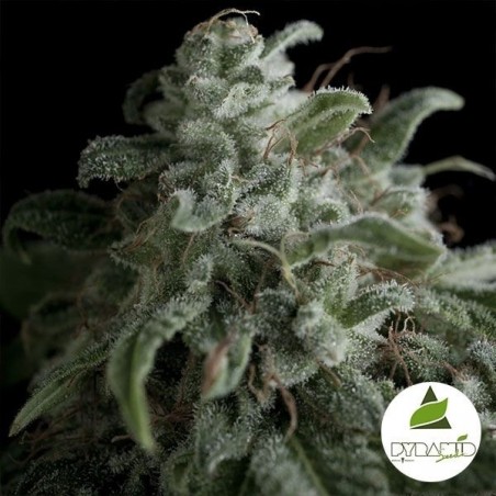 Nefertiti de Pyramid Seeds feminizada - Grow Barato Nefertiti de Pyramid Seeds feminizada - Grow Barato