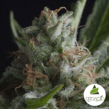 Shark de Pyramid Seeds semillas feminizadas - Grow Barato