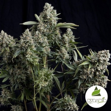 Tutankhamon Plante de cannabis